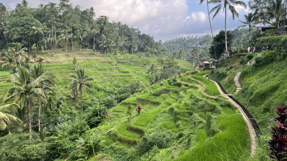Terraced rice fields